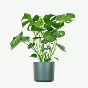 Monstera Deliciosa: The Iconic Houseplant